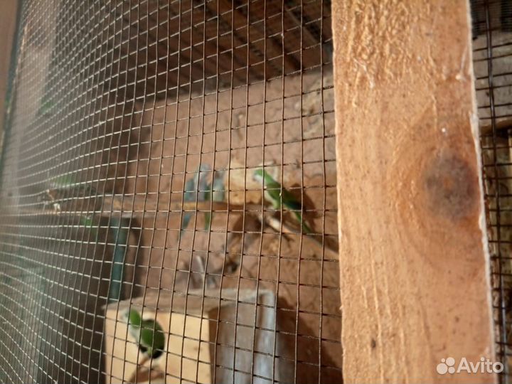 Попугай монах