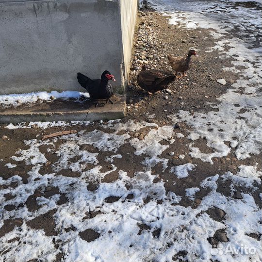 Утки тяжелые л,индийские и дикие,цесарки бролер