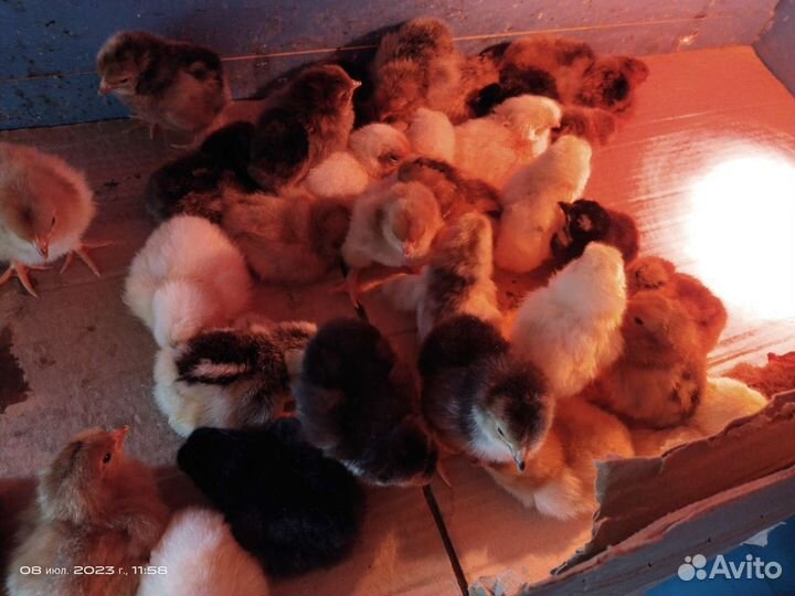 Цыплята домашние