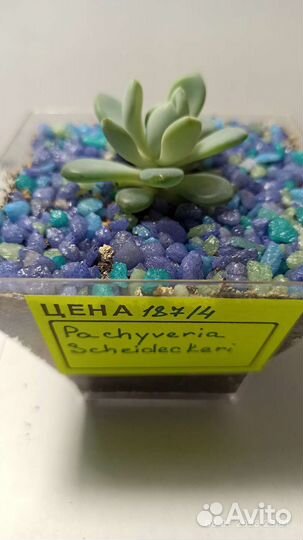 Суккуленты