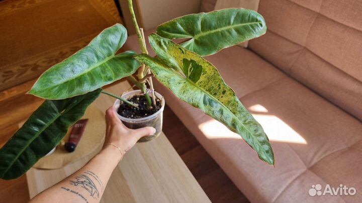 Филодендрон Параисо Верде (Биллитае Мраморный)