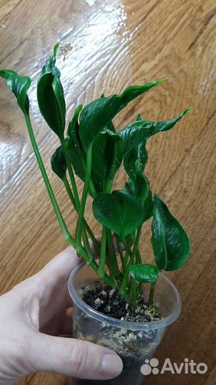 Сциндапсусы