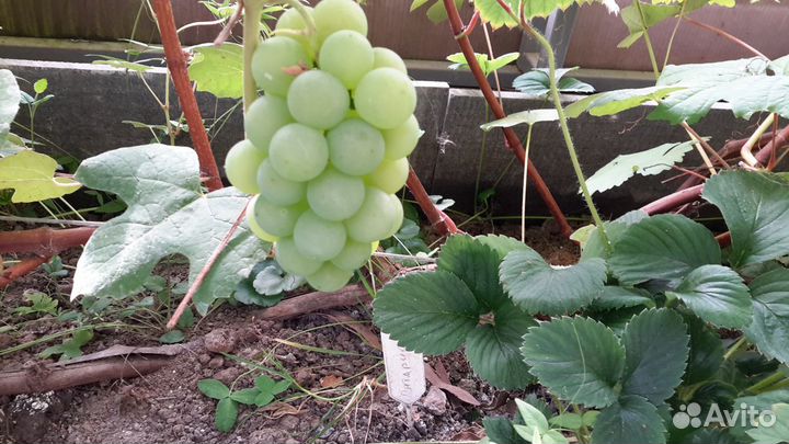 Саженцы винограда
