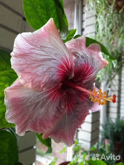 Сортовые гибискусы