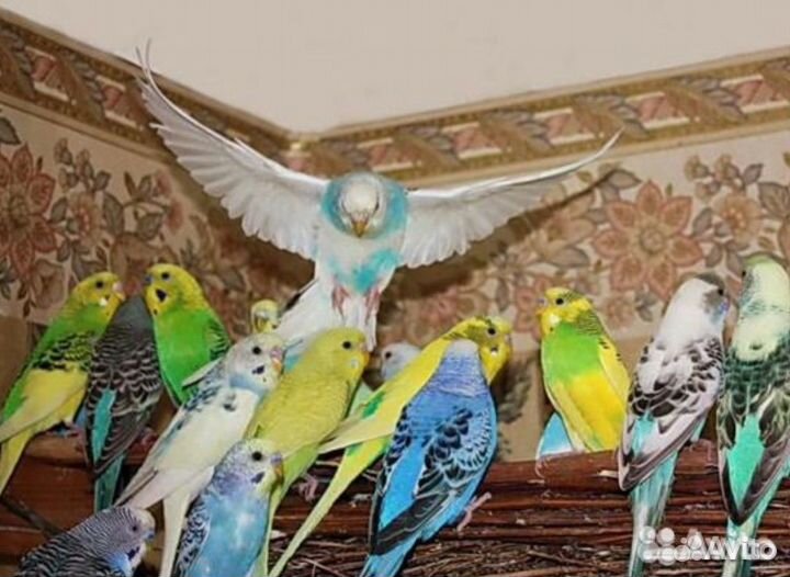 Птенцы волнистого попугая