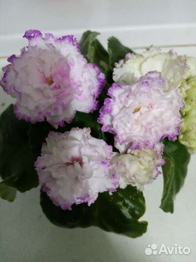 Сортовые фиалки