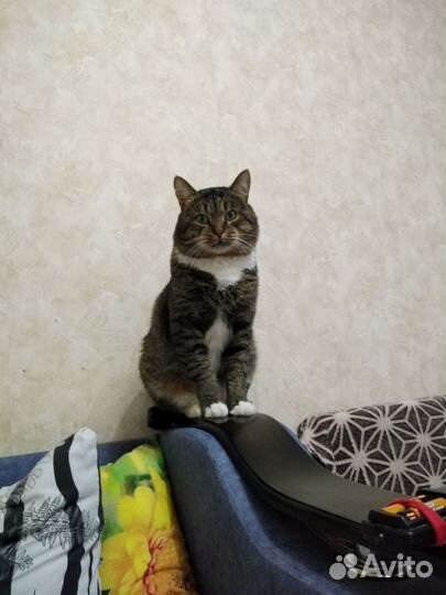 Красавец котик ищет кошечку для вязки