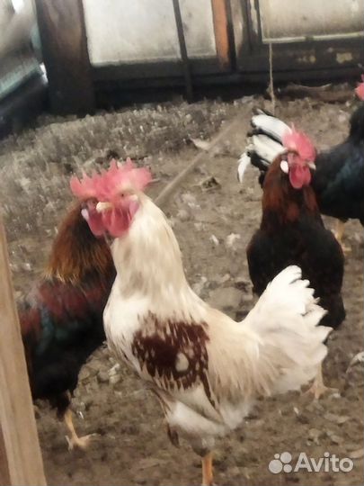 Молодые петухи