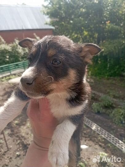 Отдам щенков