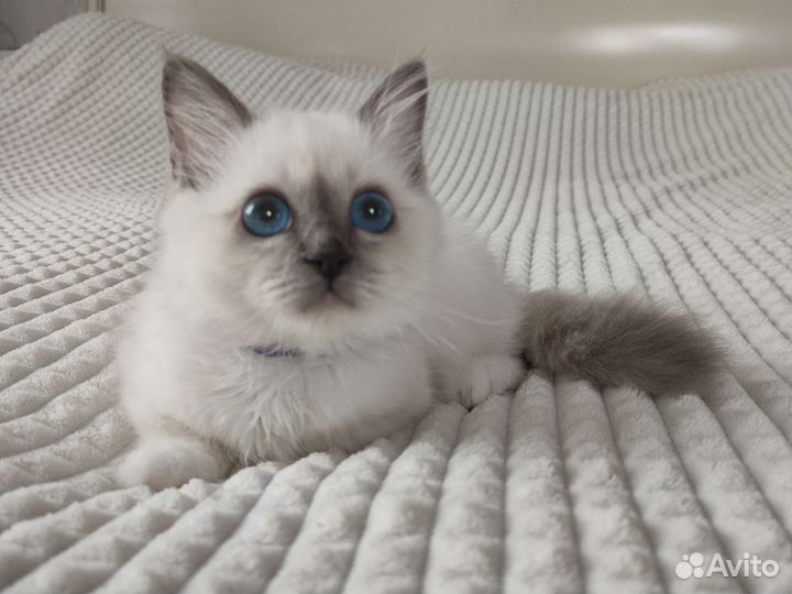 Священная бирма