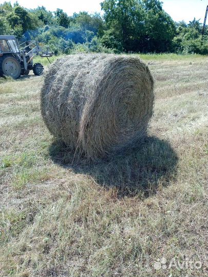 Разнотравие