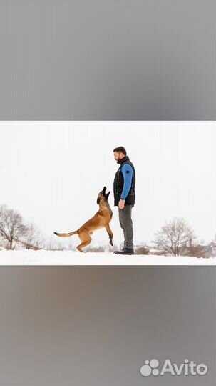 Кинолог/Фигурант Саратов/Энгельс