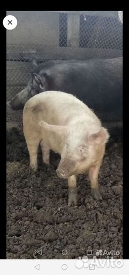 Свиноматка