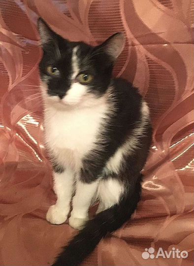 Отдам красивого черно белого котика