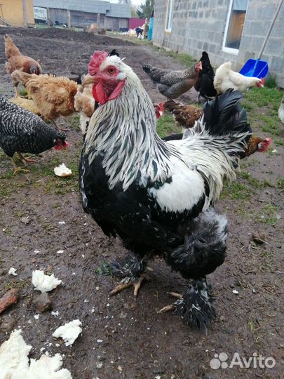 Инкубационное яйцо микс