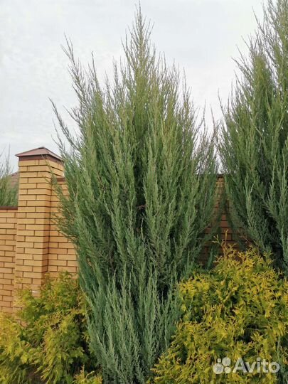 Можжевельник