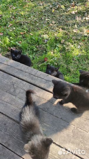 Котята отдам даром в хорошие руки