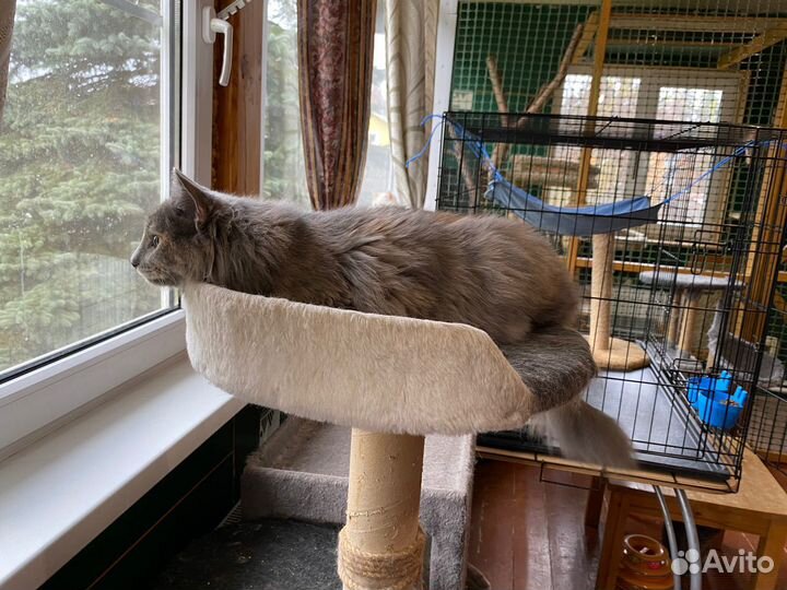 Очаровательная кошечка в добрые руки