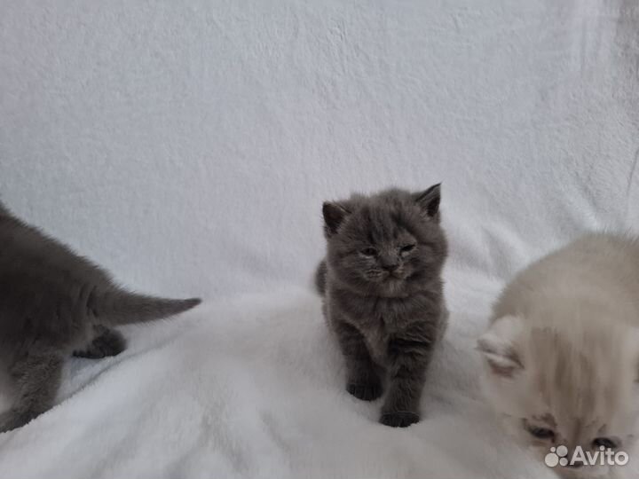 Британская