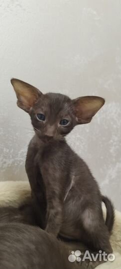 Ориентальные котята