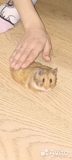 Сирийский хомяк бесплатно