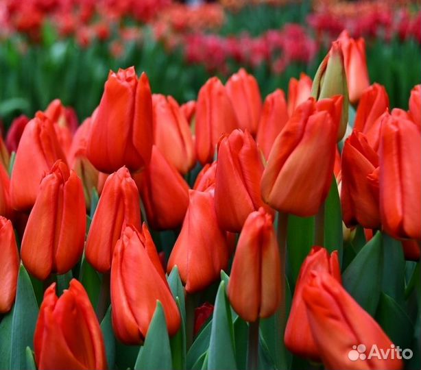 Луковицы тюльпанов