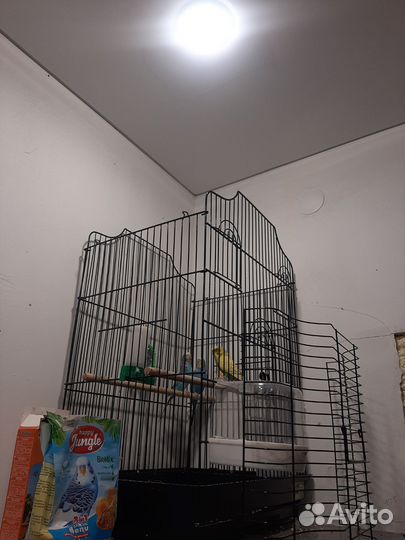 Волнистый попугай с клеткой