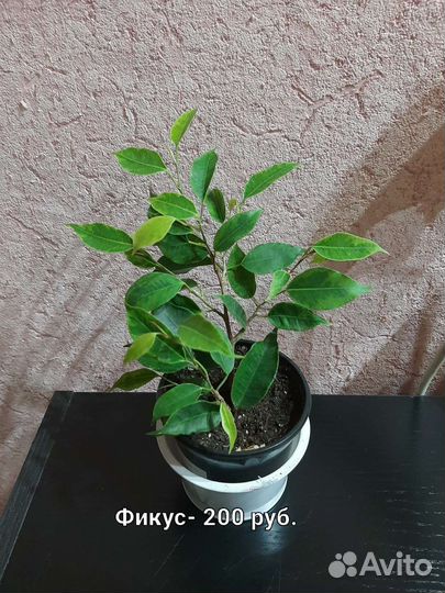 Папоротник, фикус, филодендрон, монстера