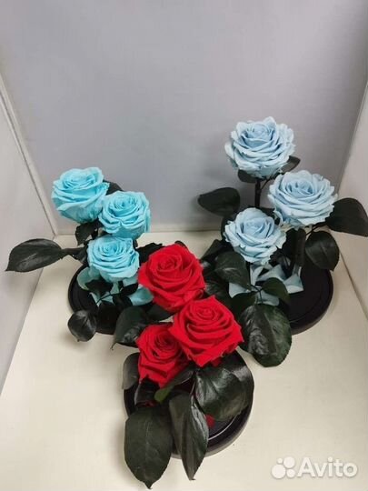 Розы оптом