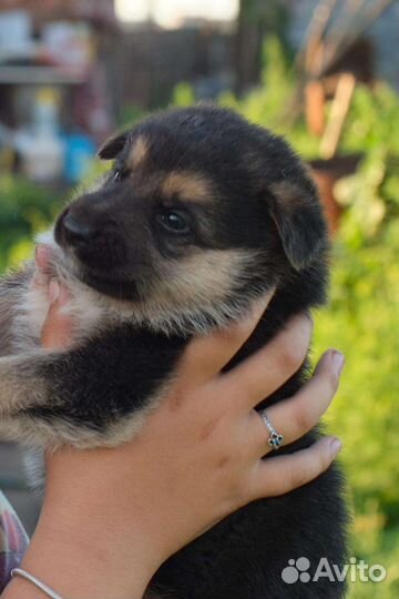 Немецкая овчарка