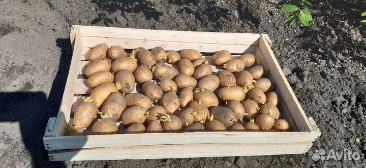 Картофель семенной