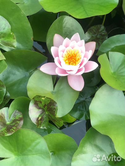 Растения для пруда