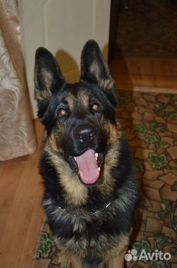 Кобель для вязки