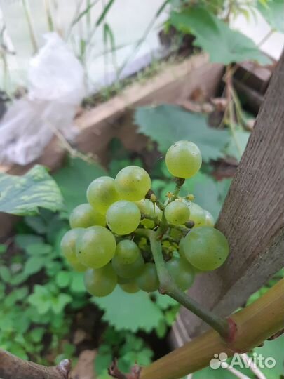 Столовые сорта зимостойкий