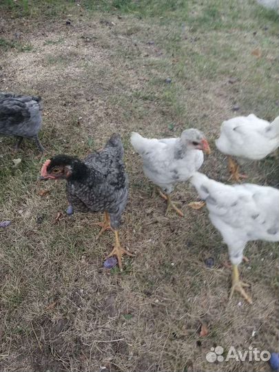 Куры доминант