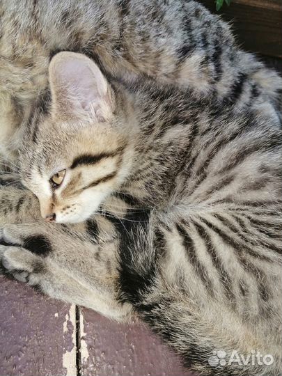 Отдам кошечку в добрые руки