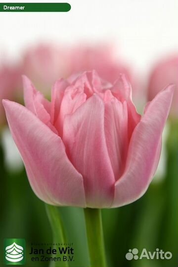 Луковицы Тюльпанов