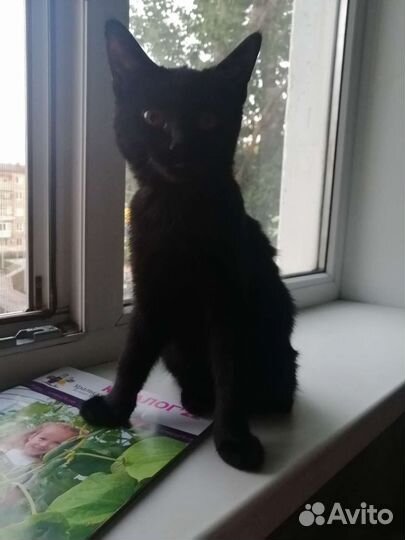 Кошка чёрная в дар