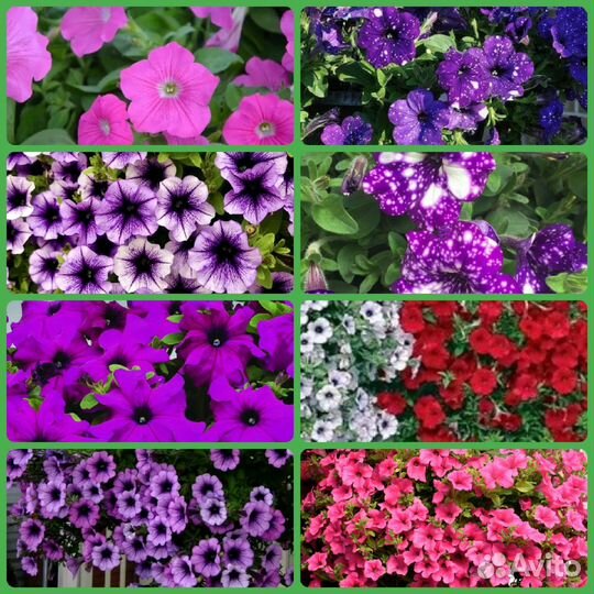 Семена петуний Микс