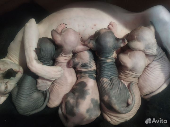 Девочки Канадский Сфинкс, Эльфы