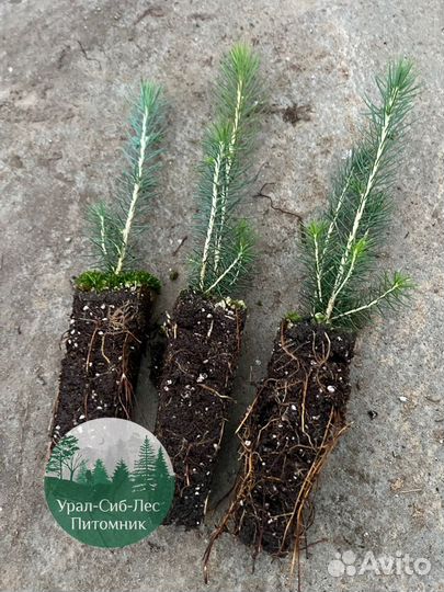 Зкс Сосна сеянцы Ели Лиственницы окс Голуб Горная