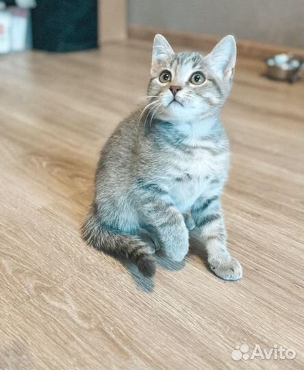 Котята в добрые руки даром