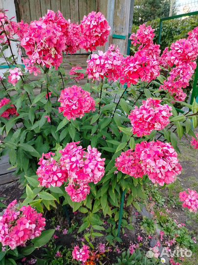 Продам цветы. Флоксы, серебрянка, эхинацея