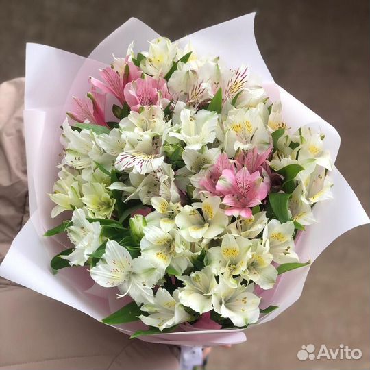 Альстромерия Альстромерии