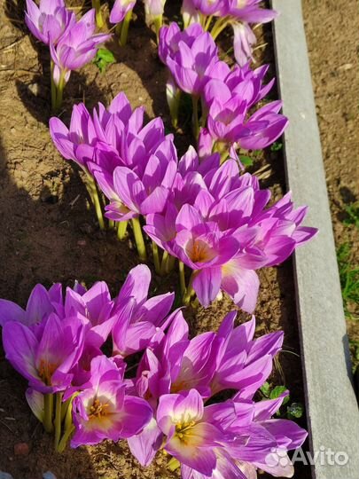 Луковицы безвременника