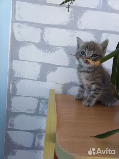 Отдам котят в добрые руки (мама британка)