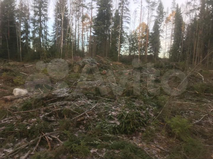 Участок 24 сот. (СНТ, ДНП)