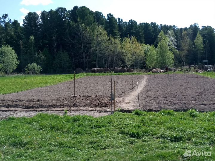 Деревенский картофель урожай 2023 года