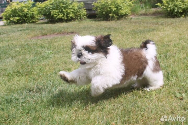 Щенок Ши-тцу девочка