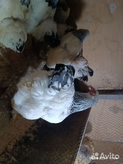 Брама колумбийская и палевая